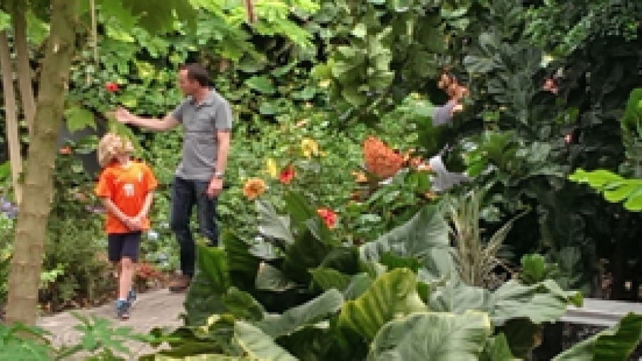 Vlindorado 2