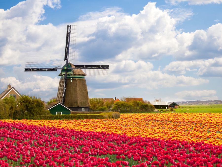 Ik hou van holland tulpen
